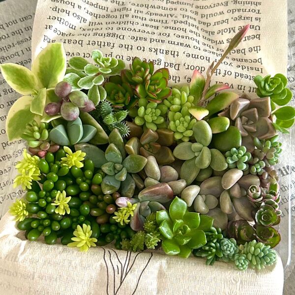 多肉植物 カット苗 詰め合わせ寄せ植え
