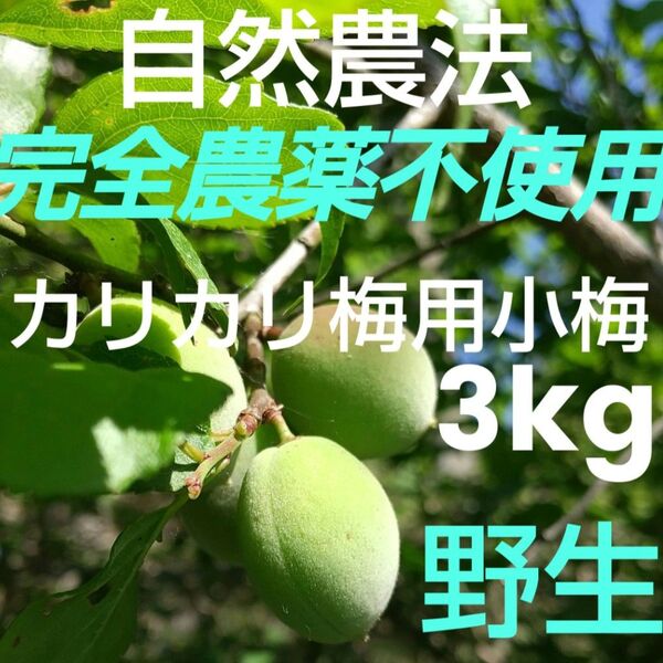自然農法 完全農薬不使用 カリカリ梅用小梅 3kg! 野生! 青梅 小粒