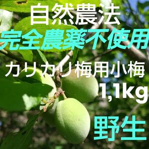 カリカリ梅用 自然農法 完全農薬不使用 青小梅!