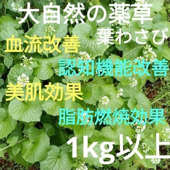 野生 葉わさびと花の茎 1kg以上!