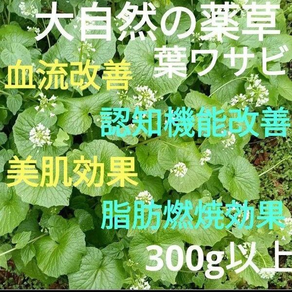 野生 葉わさび 花の茎 300g以上!