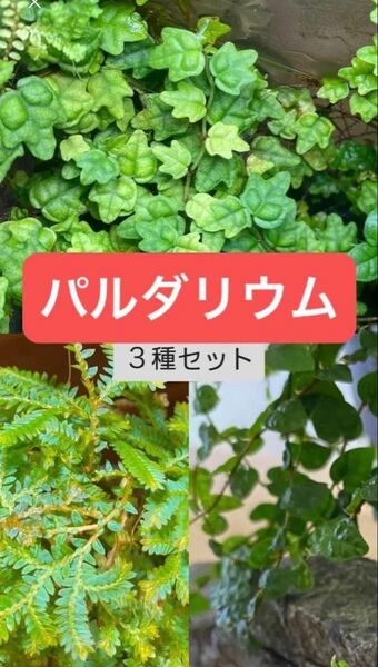 パルダリウム3種セット