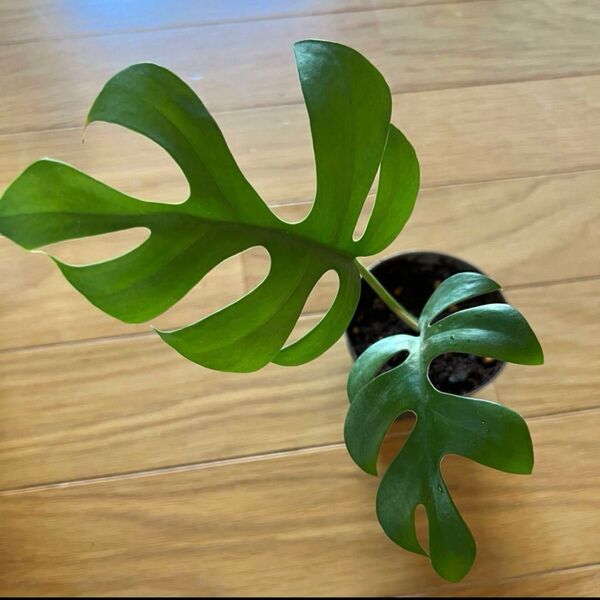 ヒメモンステラ スリット鉢植え 1