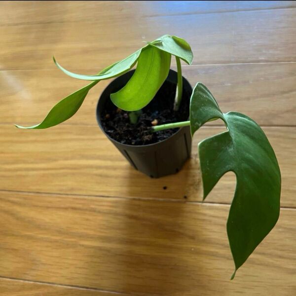 ヒメモンステラ スリット鉢植え 2