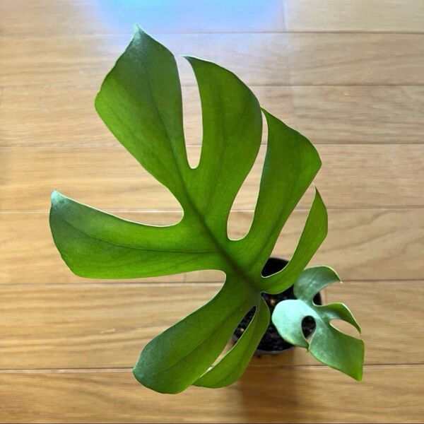 ヒメモンステラ スリット鉢植え 3
