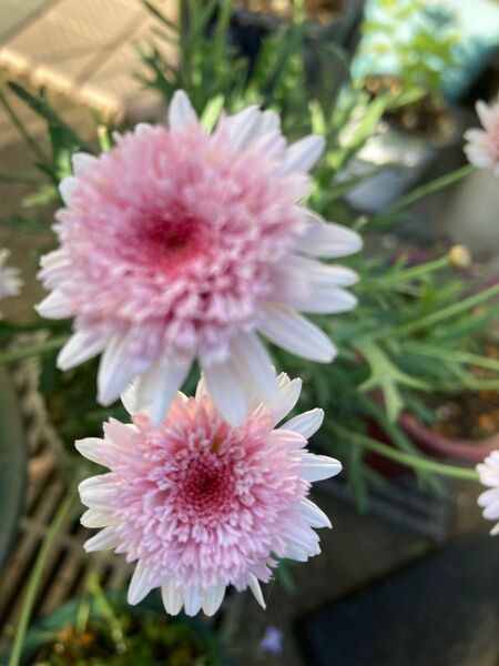 多年草 写真の3種3苗