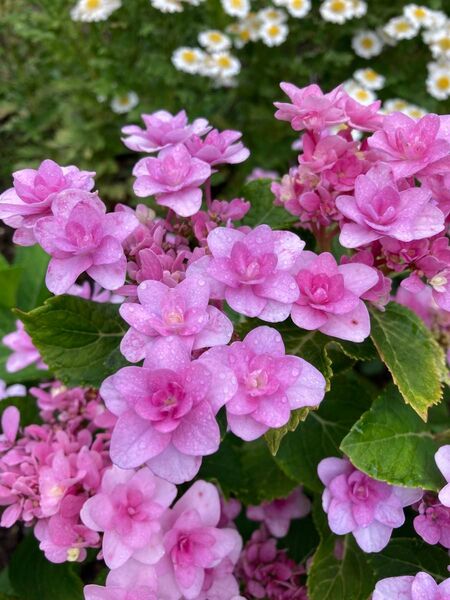 紫陽花挿し穂用 カット2種各3本合わせて6本