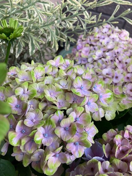 紫陽花挿し穂用カット 4本