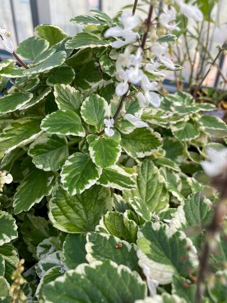 多年草プレクトランサスミントリーフ 写真の鉢苗