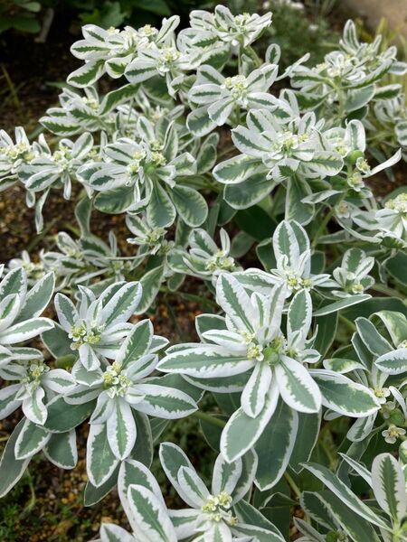 ハツユキソウ小苗 10本