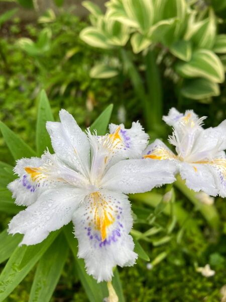 宿根多年草シャガ胡蝶花 5苗