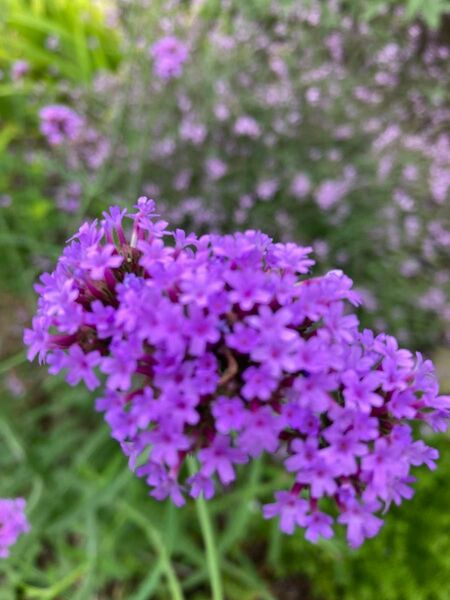 宿根多年草三尺バーベナ小苗6本