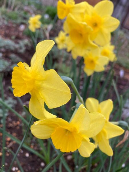 写真のお花の水仙の球根 20個