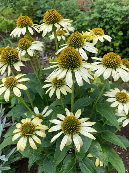 エキナセア小苗 5本