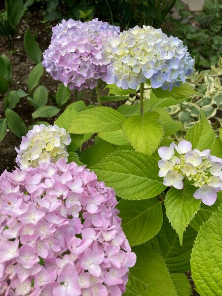 紫陽花挿し穂用 カット6本