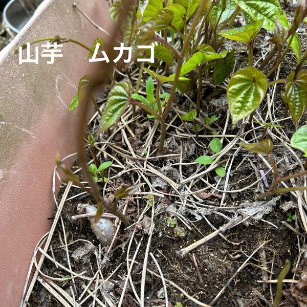 山芋 ムカゴ 種芋