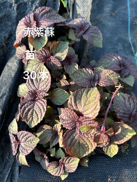 赤紫蘇 赤しそ 苗 小さい苗 30本 梅干し シソジュース ネコポス発送