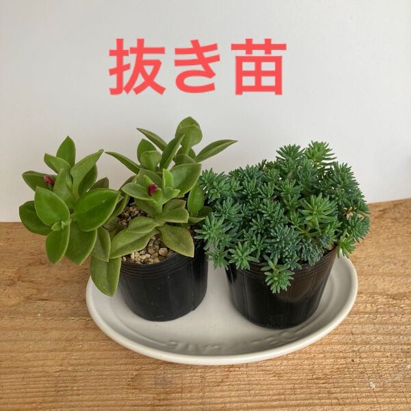 多肉植物 寄せ植え 抜き苗 根付き ベビーサンローズ セダム