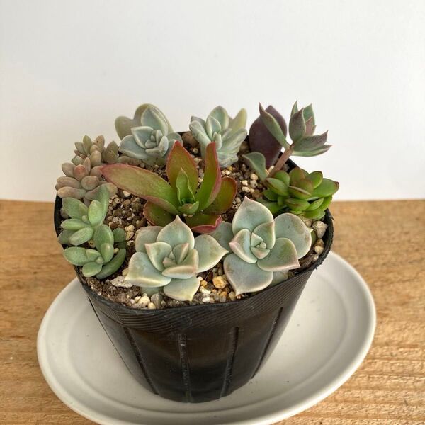 多肉植物 寄せ植え 抜き苗 根付き カット苗 6種類 親葉付き★紅稚児 おぼろ月 姫秀麗 火祭り♪セダムのおまけ付き♪