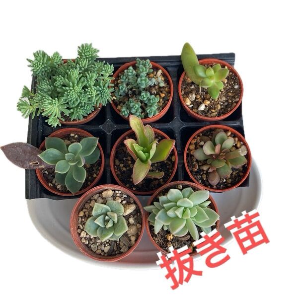 多肉 根付き 抜き苗 セット カット苗 ★ 薄氷 火祭り 紅稚児 セダム 寄せ植え 多肉植物♪おまけ増量中♪