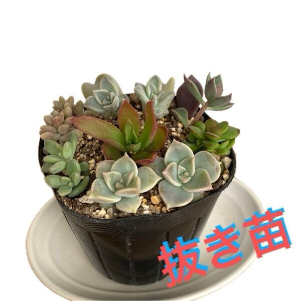 多肉植物 寄せ植え 抜き苗 根付き カット苗 6種類 親葉付き★紅稚児 おぼろ月 姫秀麗 火祭り♪セダムのおまけ付き♪