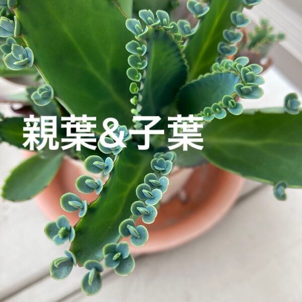 多肉 カット苗 子宝草 親の葉&子 ★ 子葉付き 子葉 子株 根付き♪ 縁起物 不妊 子宝 多肉植物