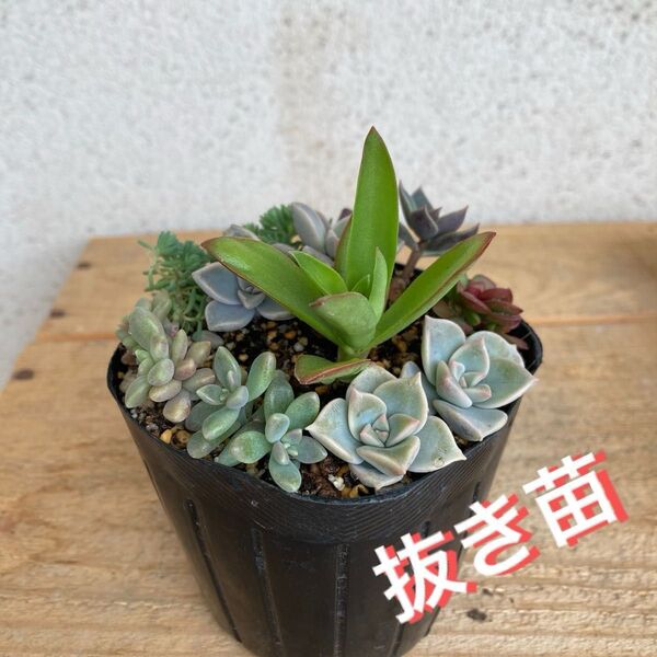 多肉植物 寄せ植え 抜き苗 根付き カット苗 7種類 親葉付き★紅稚児 おぼろ月 姫秀麗 火祭り