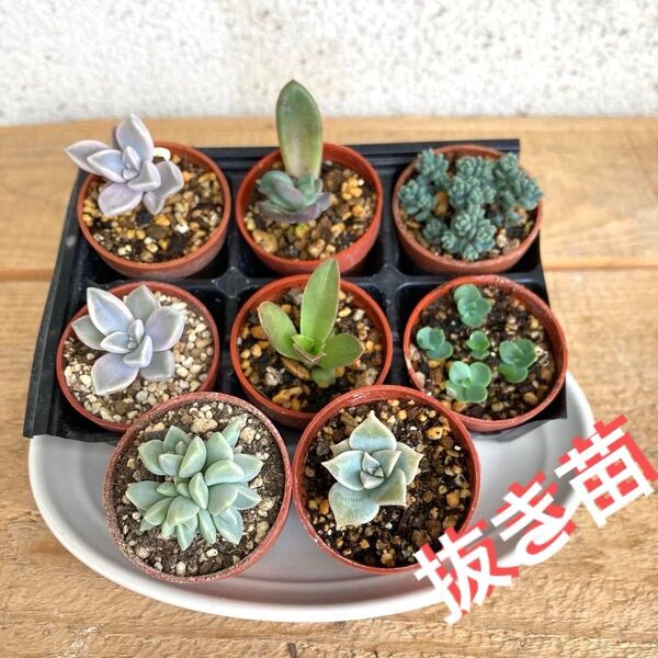 多肉植物 寄せ植え 抜き苗 根付き 8鉢 ★ セダム エケベリア 紅葉 子宝草 ちまちま 多頭