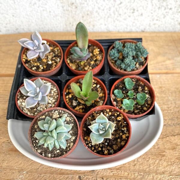 多肉植物 寄せ植え 抜き苗 8鉢 カット苗 ♪朧月 火祭り 紅稚児 子宝草 薄氷 エケベリア