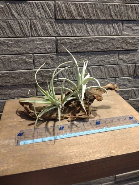 エアプランツ チランジア 観葉植物