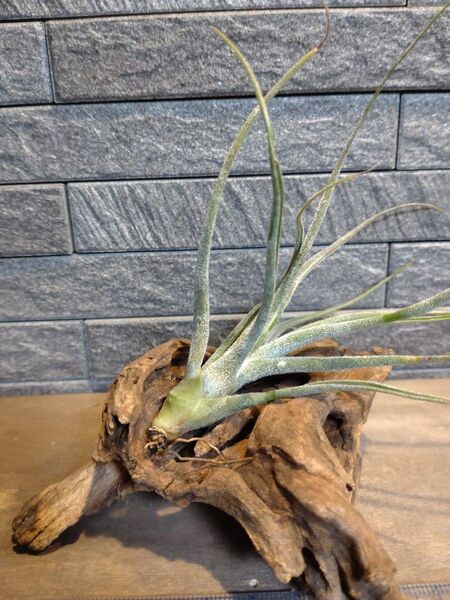 エアプランツ チランジア 観葉植物1
