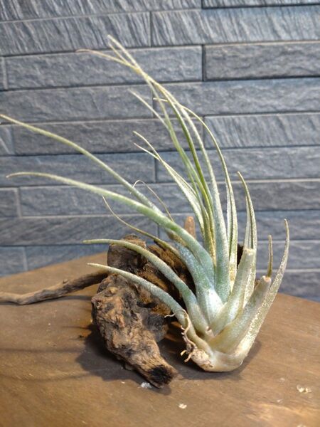 エアプランツ チランジア 観葉植物2