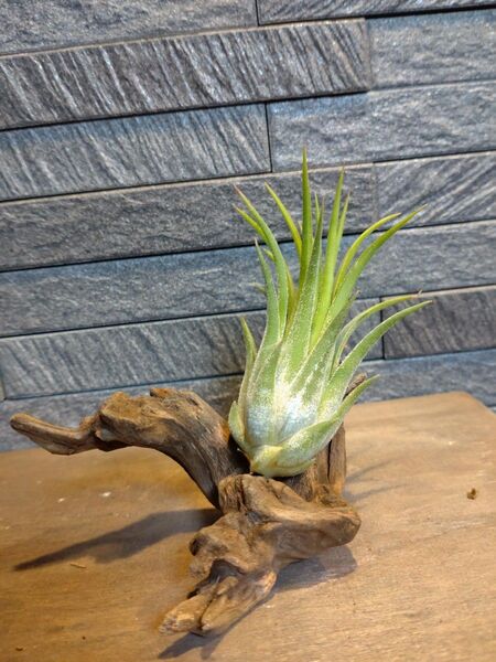 エアプランツ チランジア 観葉植物3
