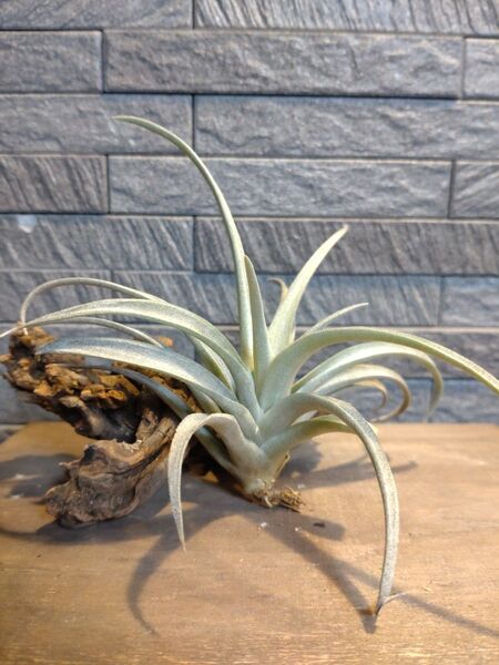 エアプランツ チランジア 観葉植物4