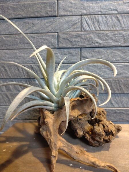 エアプランツ チランジア 観葉植物6