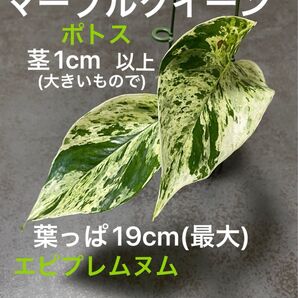 マーブルクイーン ポトス 3本セット