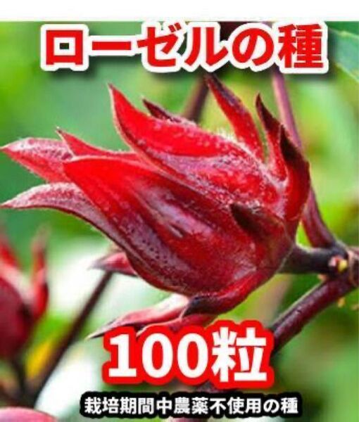 ローゼルの種【100粒】★栽培期間中農薬不使用の種