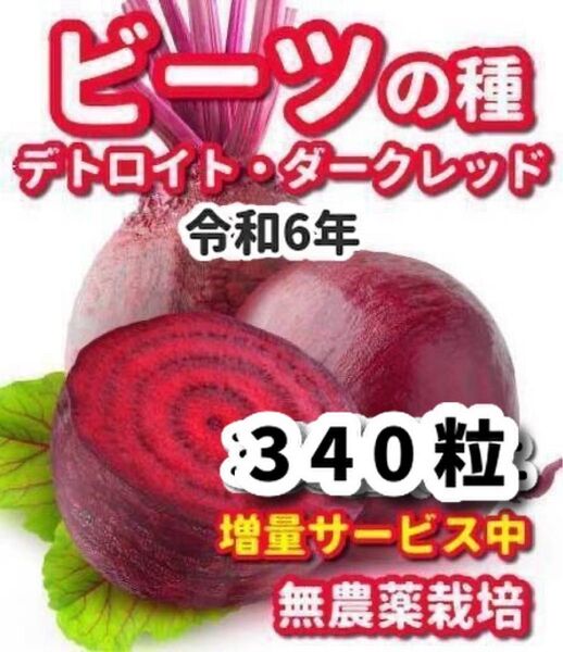 ビーツの種 デトロイトダークレッド★栽培期間中農薬不使用の種