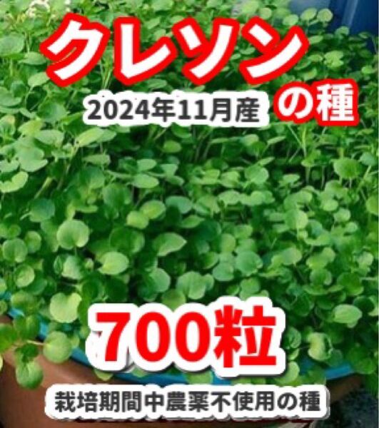クレソンの種【700粒】★栽培期間中農薬不使用の種