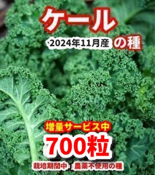 ケール 種【700粒】★栽培期間中農薬不使用の種