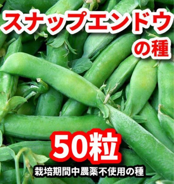 スナップエンドウの種【50粒】★安心の栽培期間中農薬不使用の種