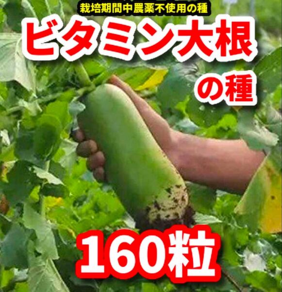 ビタミン大根の種【160粒】★栽培期間中農薬不使用の種