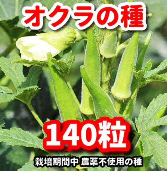 オクラの種【140粒】★栽培期間中農薬不使用の種