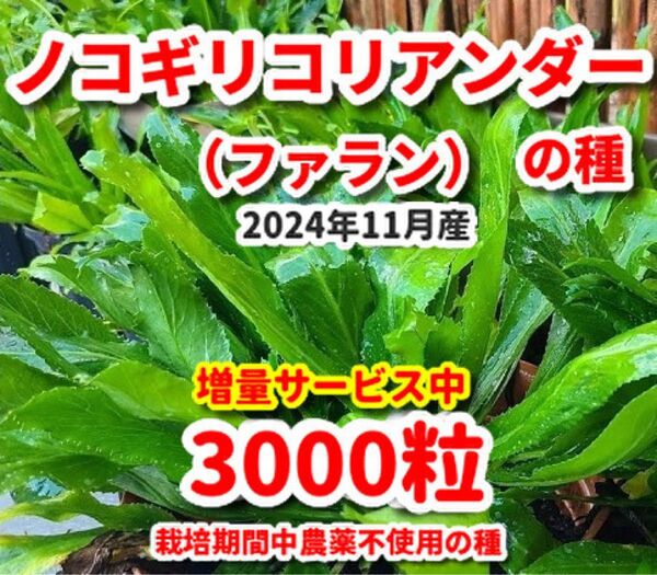 ノコギリコリアンダーの種【3000粒】★栽培期間中農薬不使用の種