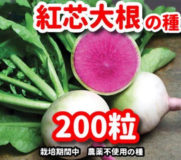 紅芯大根の種【200粒】★栽培期間中農薬不使用の種