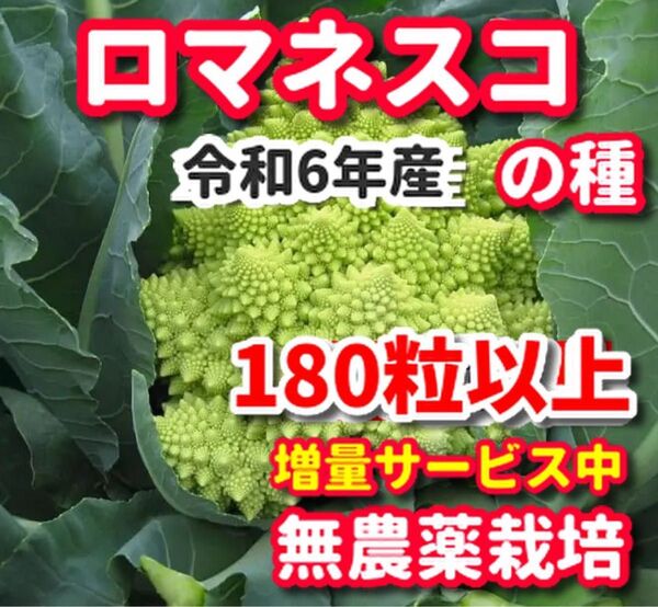 ロマネスコ種【180粒以上】★栽培期間中農薬不使用の種