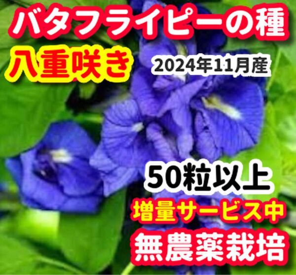 バタフライピー種・八重咲き【50粒以上】★栽培期間中農薬不使用の種