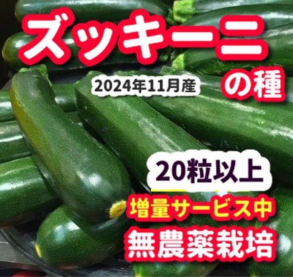 ズッキーニの種【20粒以上】★栽培期間中農薬不使用の種