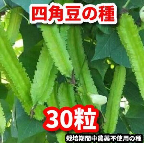 四角豆の種【30粒】★栽培期間中農薬不使用の種