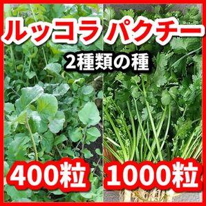ルッコラ&パクチーの種セット★